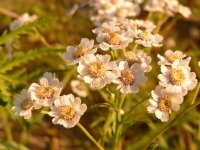Achillea ptarmica