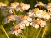 Achillea ptarmica