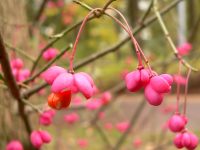 Spindle (Euonymus europaeus)
