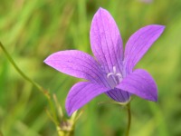 Spreading bellflower (Campanula patula)