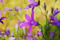 Spreading bellflower (Campanula patula)