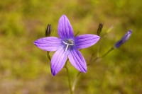 Spreading bellflower (Campanula patula)