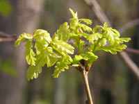 Oak (Quercus robur)
