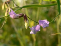 Spring Vetchling or Spring Pea (Lathyrus vernus)