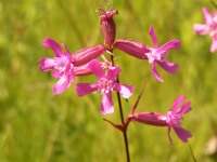 Sticky Catchfly (Steris viscaria)