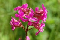 Sticky Catchfly (Steris viscaria)
