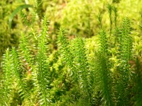 Stiff Clubmoss (Lycopodium annotinum)