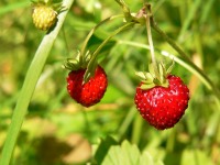 Wild Strawberry (Fragaria vesca)