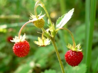 Wild Strawberry (Fragaria vesca)