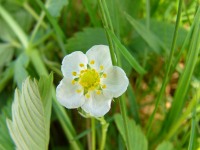 Wild Strawberry (Fragaria vesca)