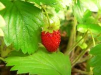 Wild Strawberry (Fragaria vesca)