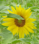 Girasol (Helianthus annuus)