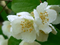 Sweet Mock-orange, English Dogwood (Philadelphus coronarius)