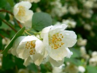 Sweet Mock-orange, English Dogwood (Philadelphus coronarius)