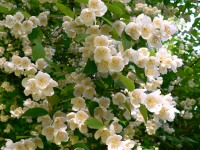 Sweet Mock-orange, English Dogwood (Philadelphus coronarius)