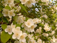 Sweet Mock-orange, English Dogwood (Philadelphus coronarius)