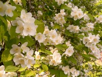 Sweet Mock-orange, English Dogwood (Philadelphus coronarius)