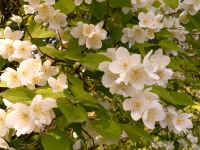 Sweet Mock-orange, English Dogwood (Philadelphus coronarius)