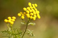 Tanaceto (Tanacetum vulgare)