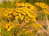 Tanaceto (Tanacetum vulgare)