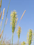Timothy Grass (Phleum pratense)