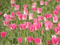 Tulips (Tulipa)