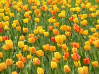 Tulips (Tulipa)