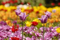 Tulips (Tulipa)