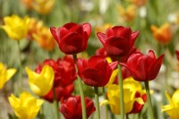 Tulips (Tulipa)