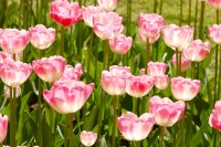 Tulips (Tulipa)