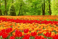 Tulips (Tulipa)