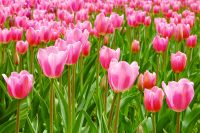 Tulips (Tulipa)
