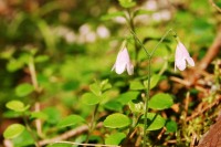 Twinflower (Linnaea borealis)