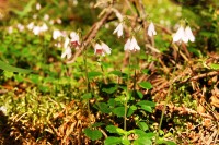 Twinflower (Linnaea borealis)
