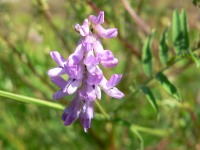 Vicia Cracca (Tufted vetch)