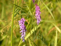 Vicia Cracca (Tufted vetch)