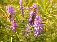 Vicia Cracca (Tufted vetch)