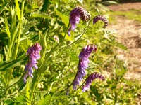 Vicia Cracca (Tufted vetch)