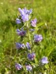 Viper's Bugloss or Blueweed (Echium vulgare)