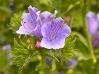 Viper's Bugloss or Blueweed (Echium vulgare)