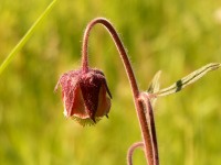 Water avens (Geum rivale)