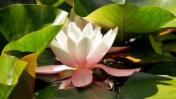 European white water lily, white water rose or white nenuphar (Nymphaea alba)