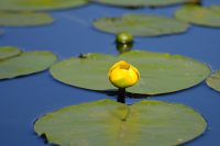 Spatterdock, Yellow Water-Lily, Cow Lily (Nuphar lutea)