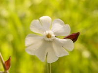 White Campion (Silene alba)