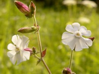 White Campion (Silene alba)