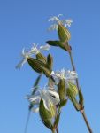 White Campion (Silene alba)