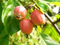 Wild Apple (Malus sylvestris)
