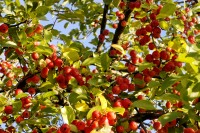 Wild Apple (Malus sylvestris)