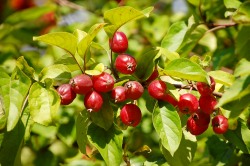 Wild Apple (Malus sylvestris)
