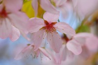 Wild Himalayan cherry (Prunus cerasoides)